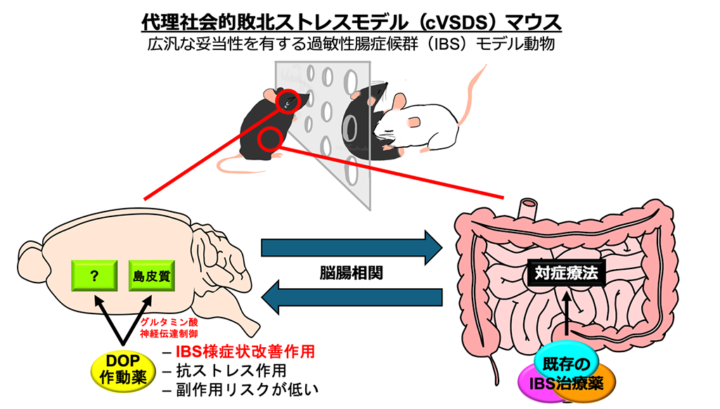脳に作用する画期的な過敏性腸症候群(IBS)治療薬開発に光〜オピオイドδ受容体作動薬が脳の特定部位を介して過敏性腸症候群の症状を緩和〜